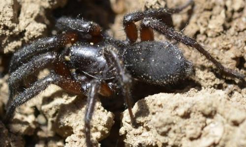 Gnaphosa sp.